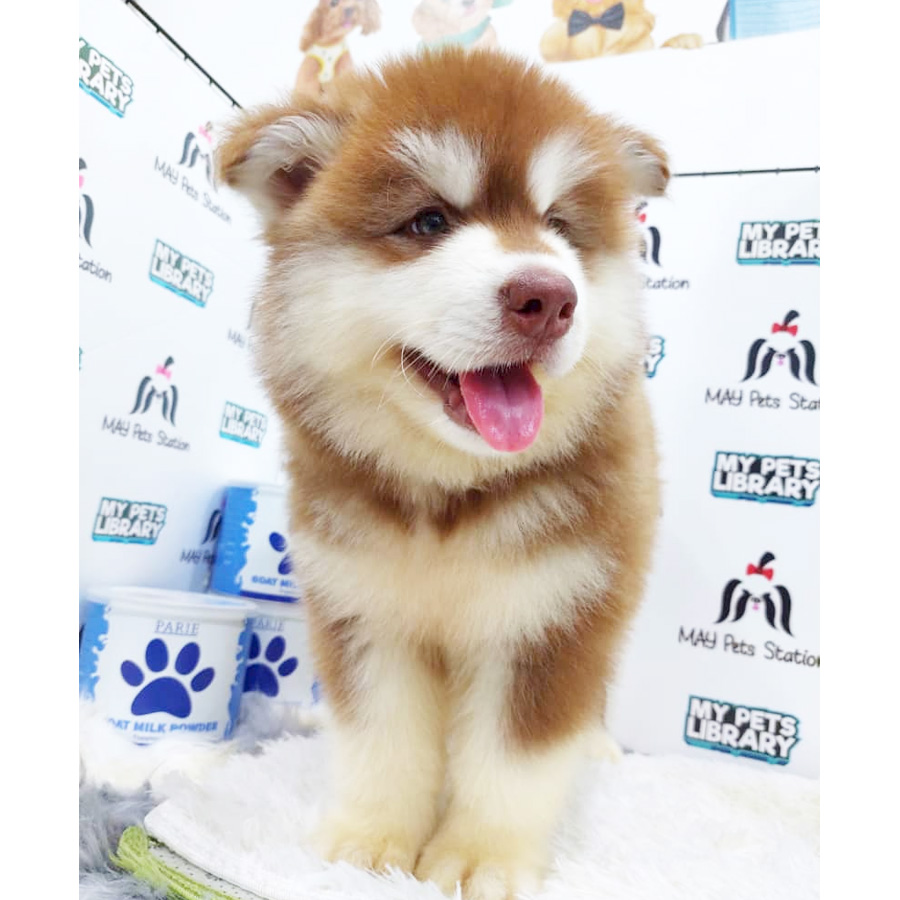 Alaskan Husky Puppy (Male) For Sale