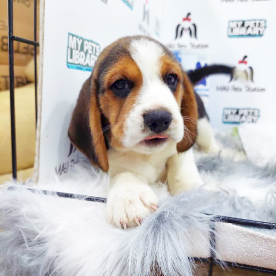 Beagle Puppy (Male) For Sale