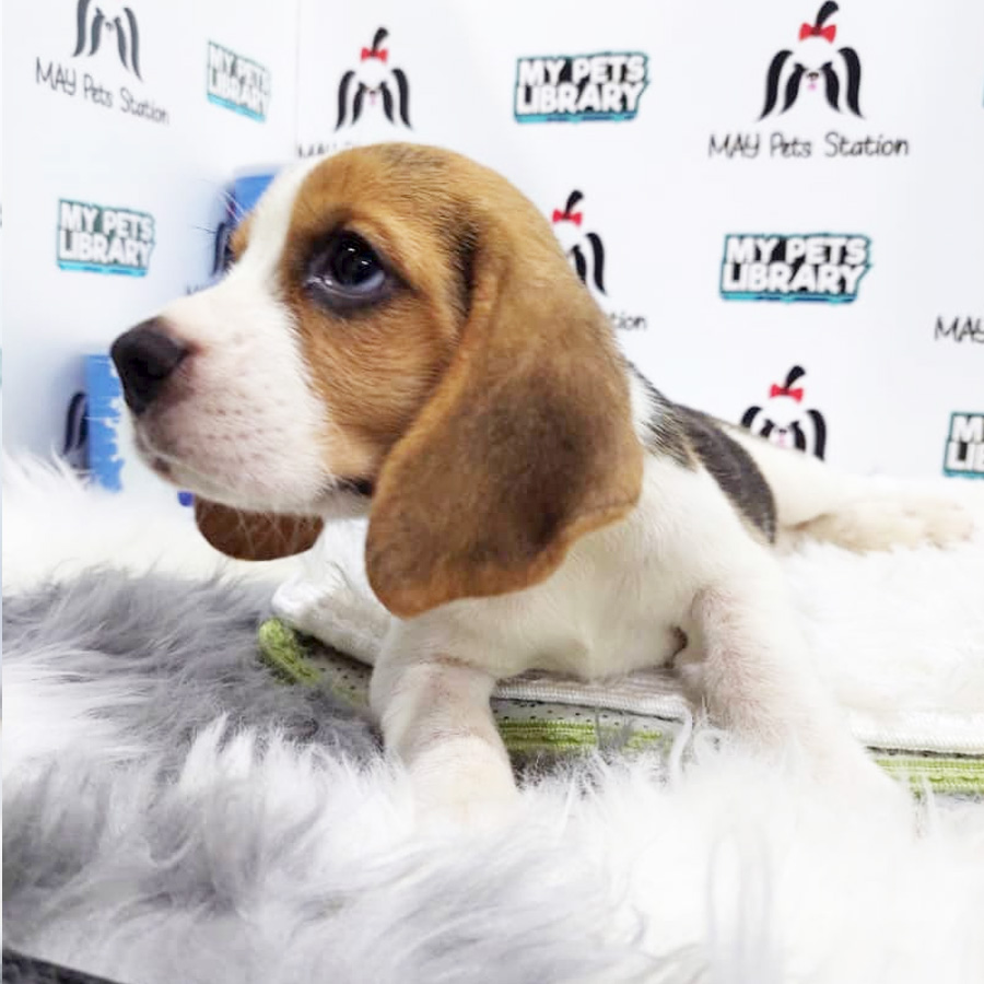 Beagle Puppy (Male) For Sale