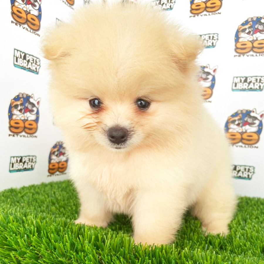 Pomeranian Puppy (Male) For Sale