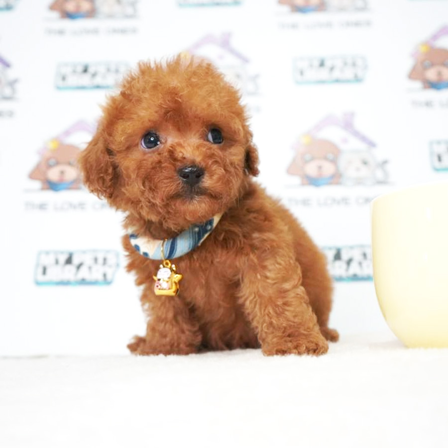 MKA Tiny Poodle Puppy (Male) For Sale