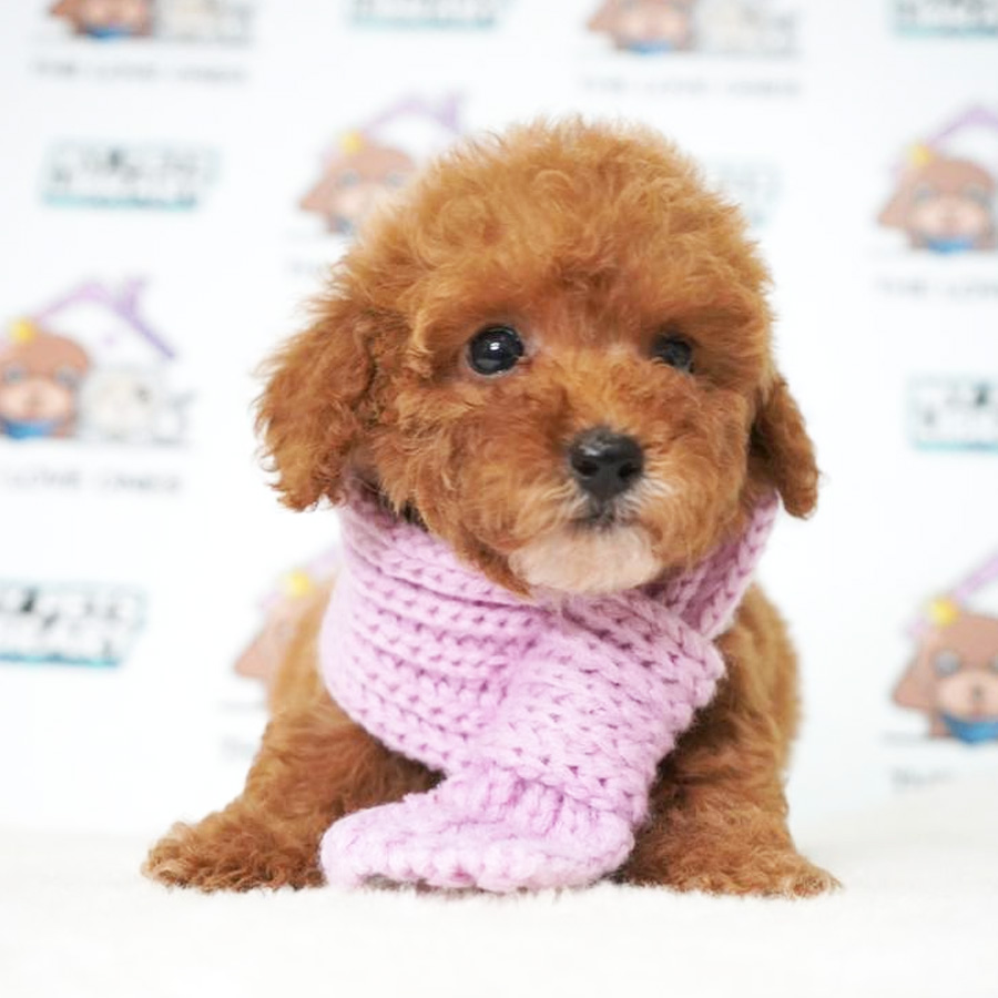 MKA Tiny Poodle Puppy (Female) For Sale