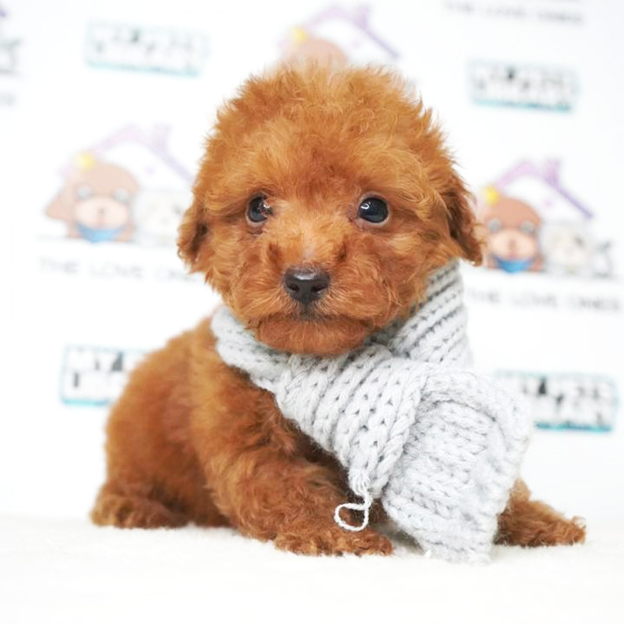 MKA Tiny Poodle Puppy (Male) For Sale