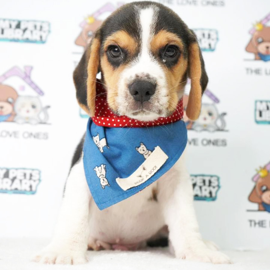 MKA Beagle Puppy (Male) For Sale