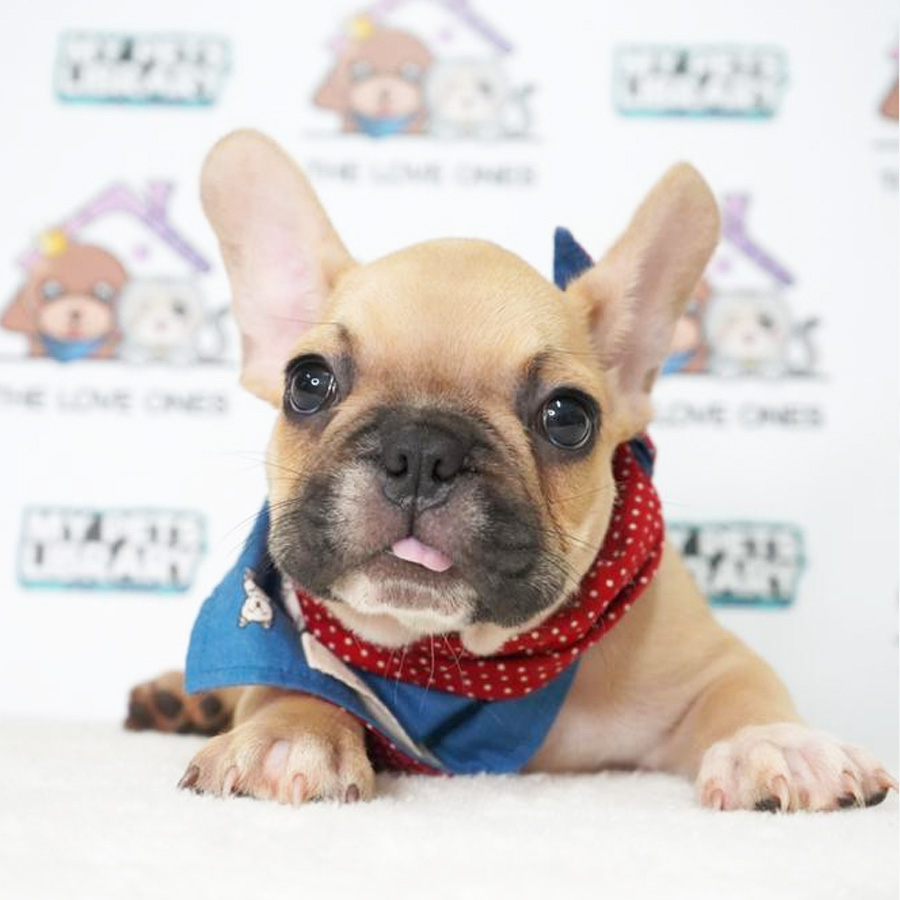 French Bulldog Puppy (Male) For Sale