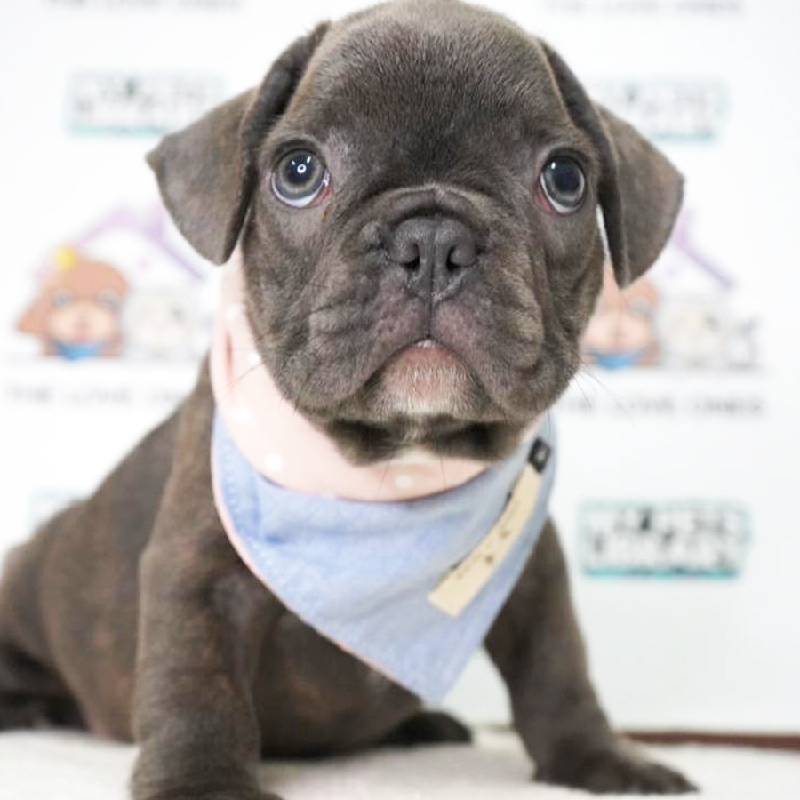 French Bulldog Puppy (Male) For Sale