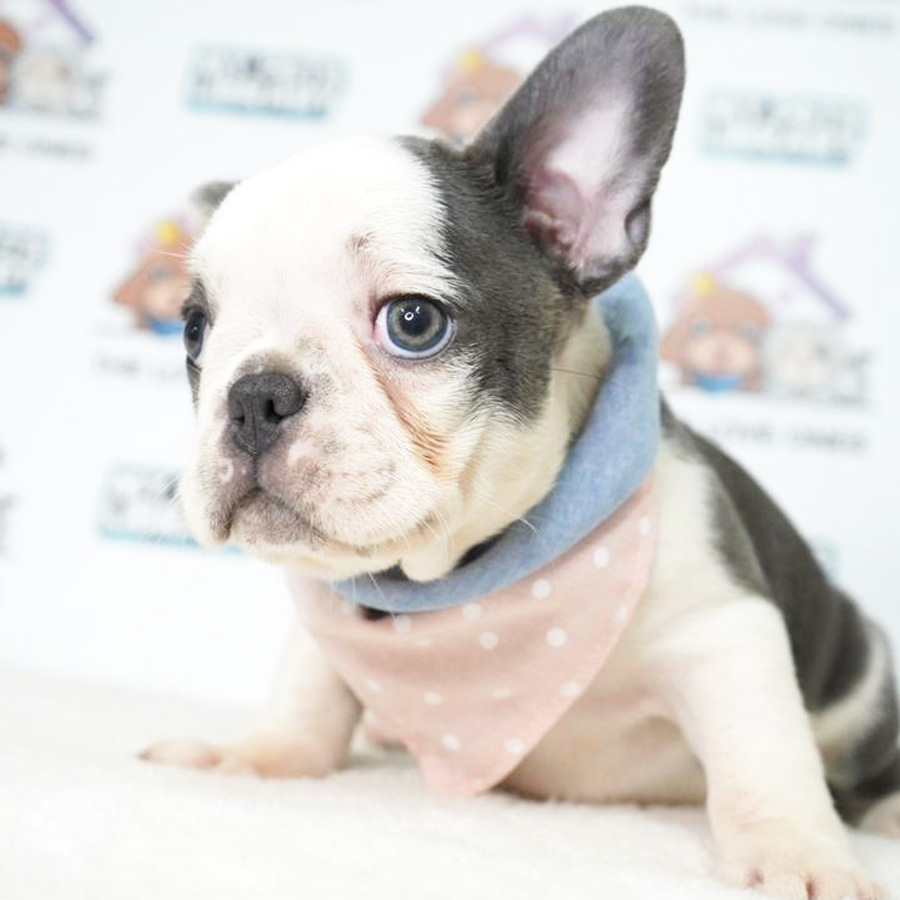 French Bulldog Puppy (Female) For Sale
