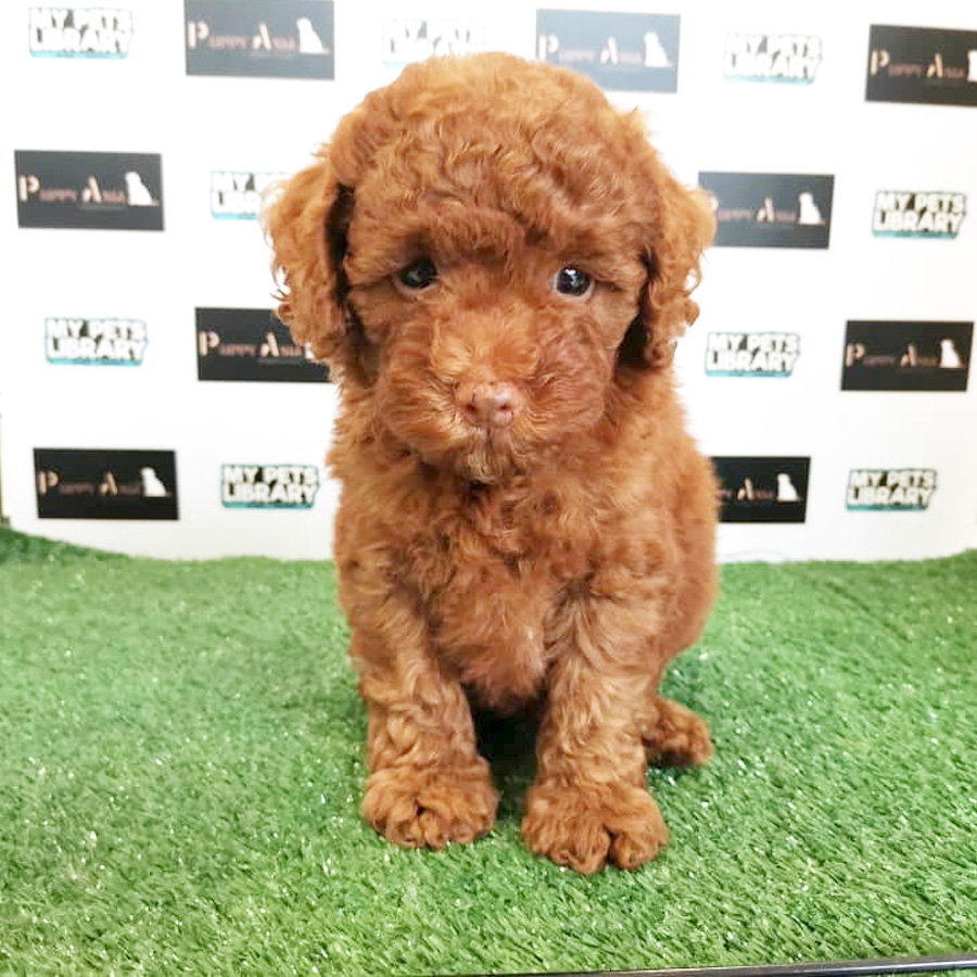 Miniature Poodle Puppy (Male) For Sale