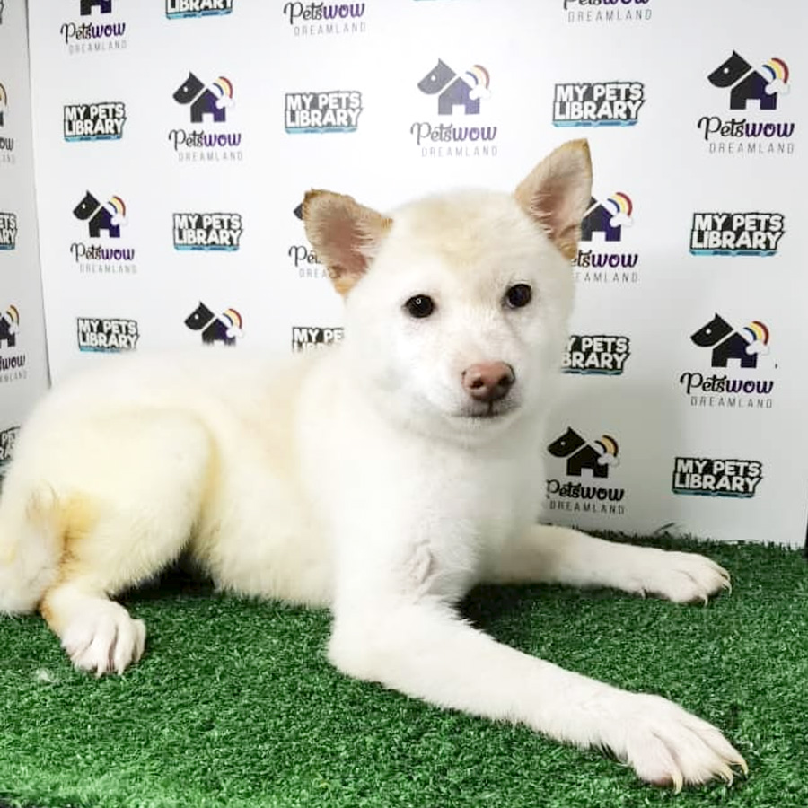 MKA Shiba Inu Puppy (Female) For Sale