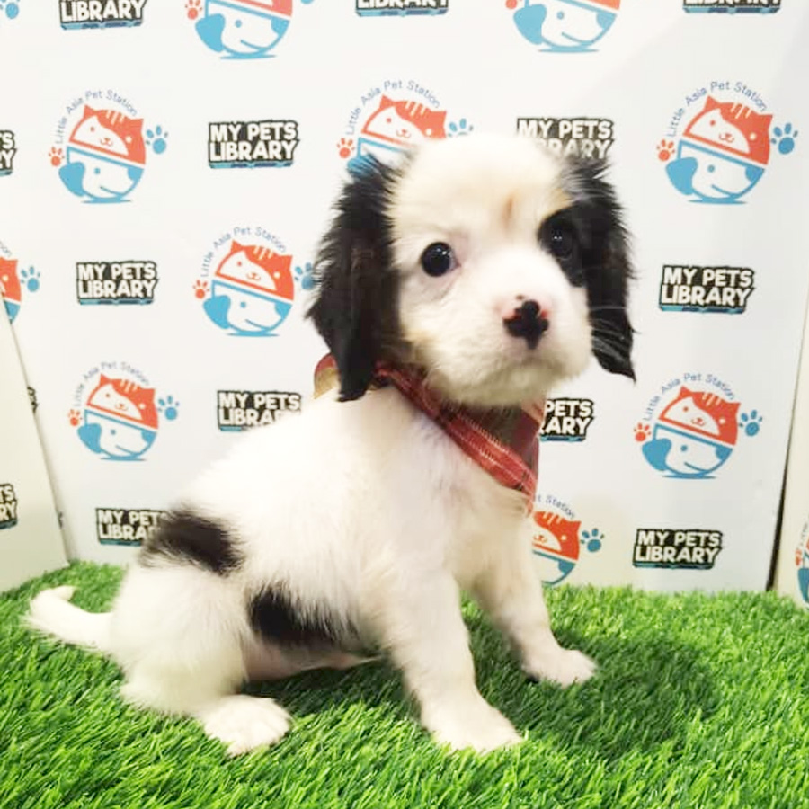 King Charles Spaniel Puppy (Male) For Sale