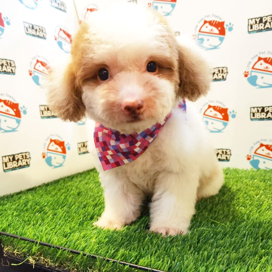 Toy Poodle Puppy (Female) For Sale