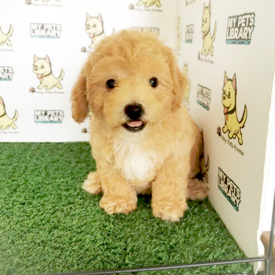 Toy Poodle Puppy (Male) For Sale