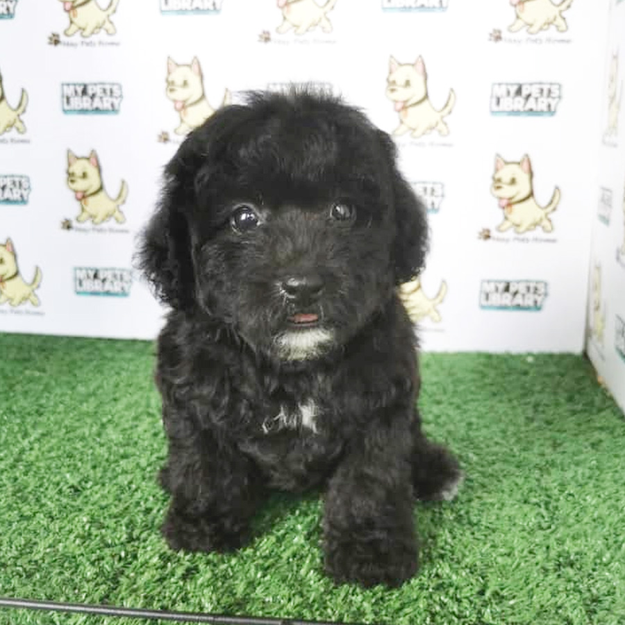 Toy Poodle Puppy (Female) For Sale