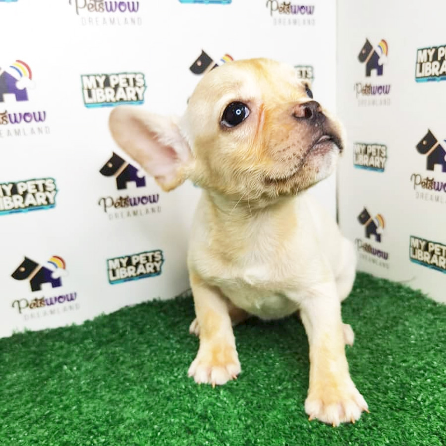 French Bulldog Puppy (Female) For Sale