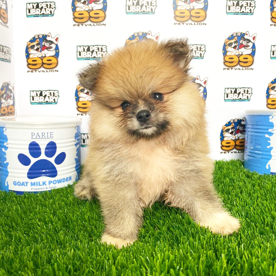 Pomeranian Puppy (Male) For Sale