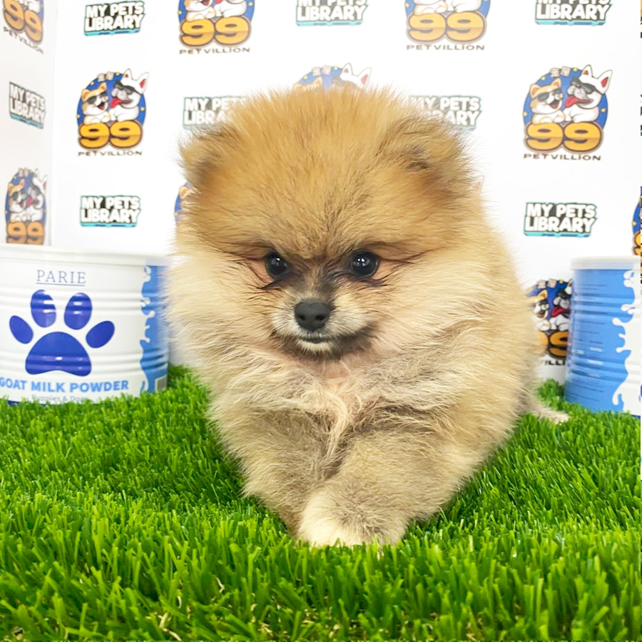 Pomeranian Puppy (Male) For Sale