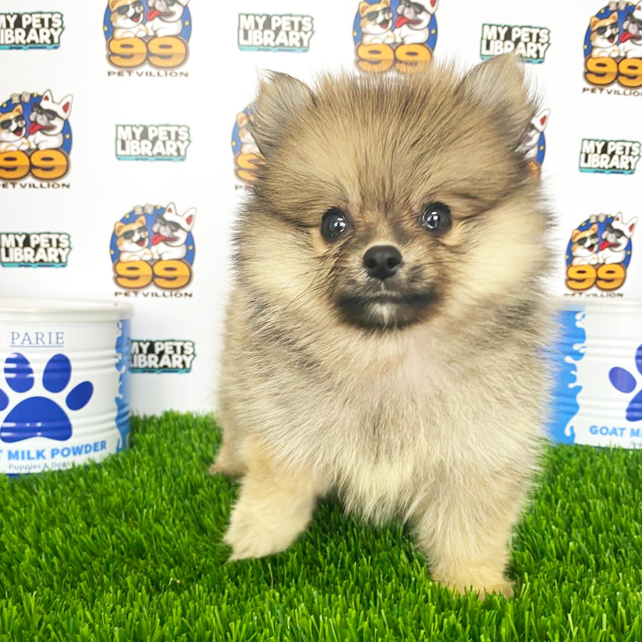 Pomeranian Puppy (Female) For Sale
