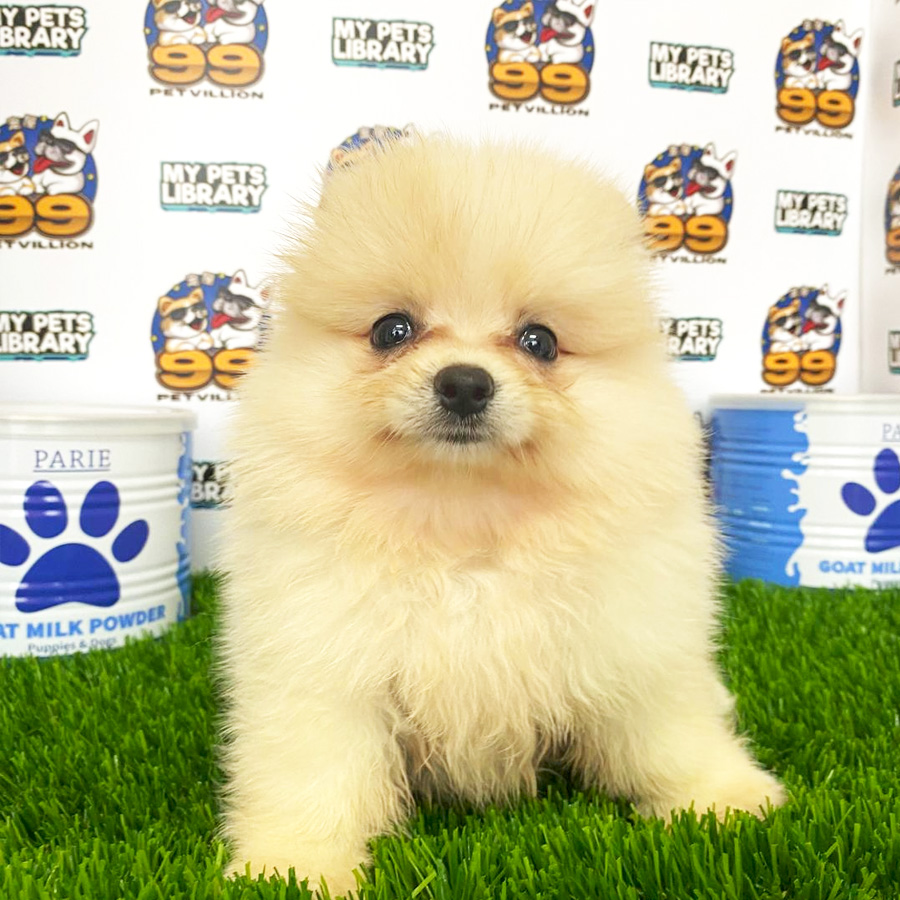 Pomeranian Puppy (Female) For Sale