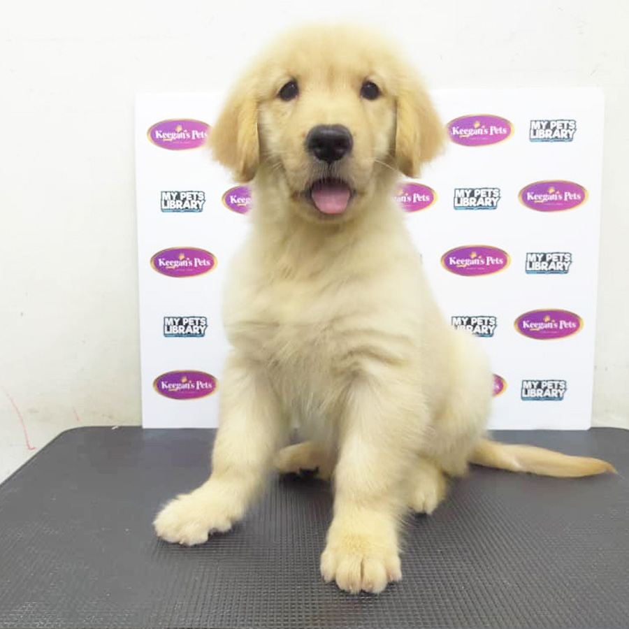 MKA Golden Retriever Puppy (Female) For Sale