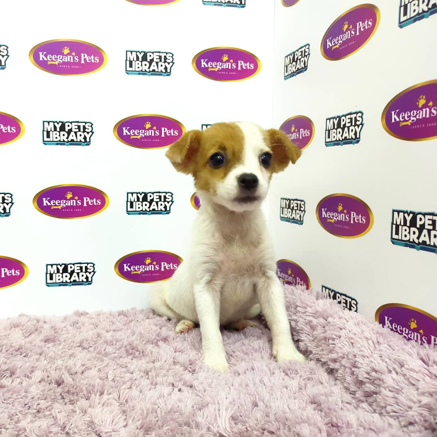 MKA Jack Russell Terrier Puppy (Female) For Sale