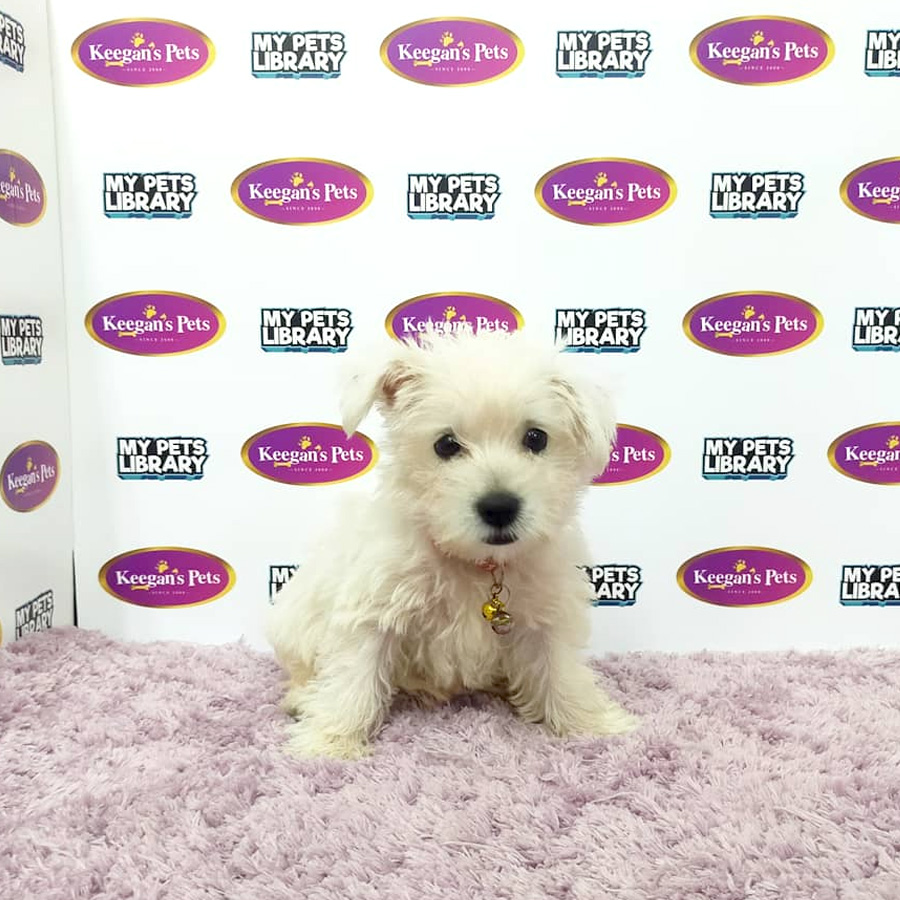 MKA West Highland Terrier Puppy (Female) For Sale