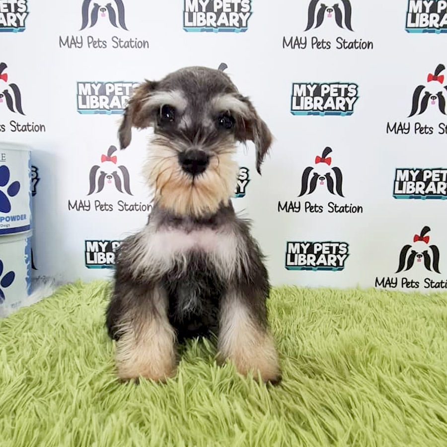 Miniature Schnauzer Puppy (Female) For Sale