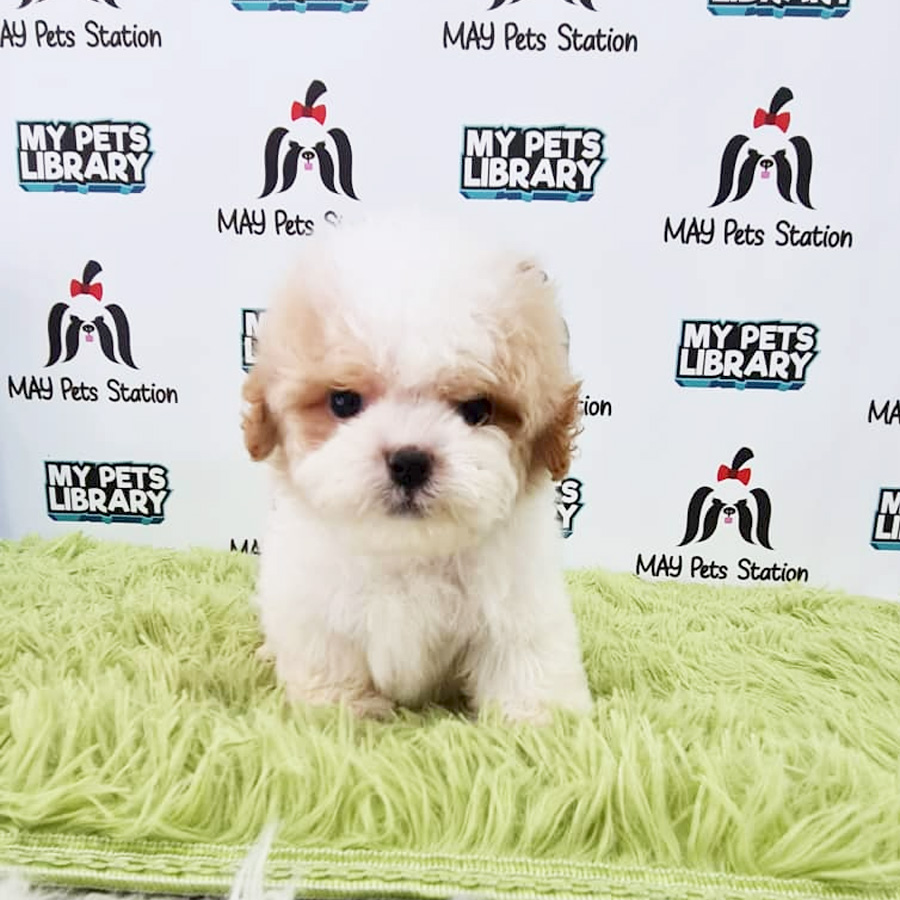 Toy Poodle Puppy (Male) For Sale