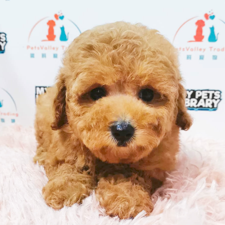 Toy Poodle Puppy (Female) For Sale