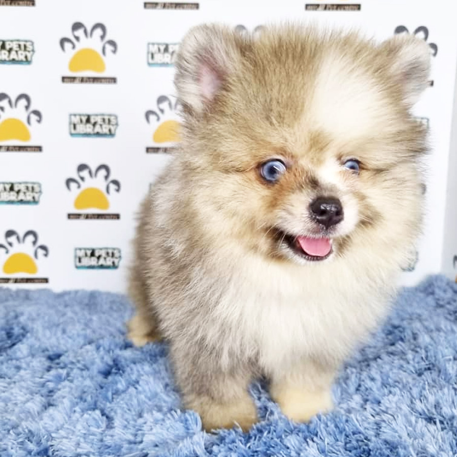 Pomeranian Puppy (Male) For Sale