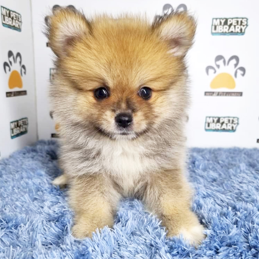 Pomeranian Puppy (Male) For Sale