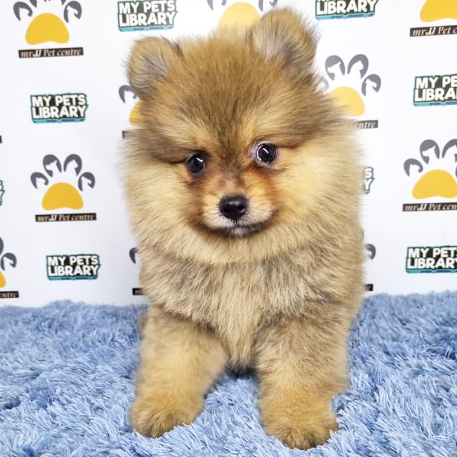 Pomeranian Puppy (Male) For Sale