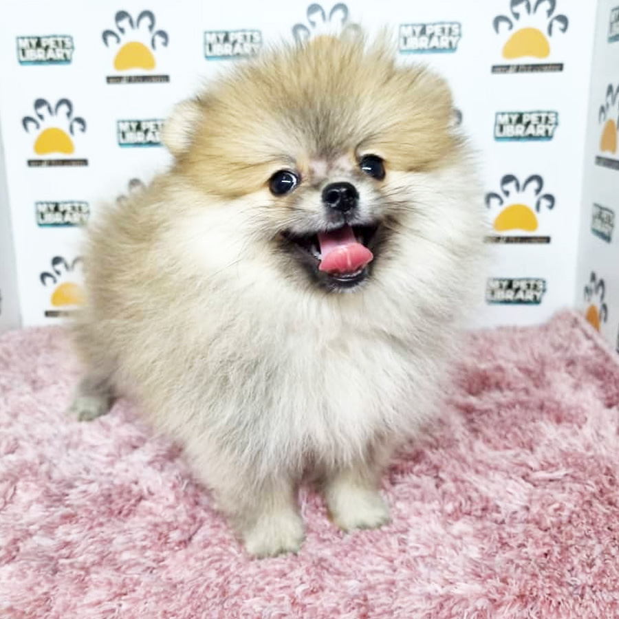 Pomeranian Puppy (Female) For Sale