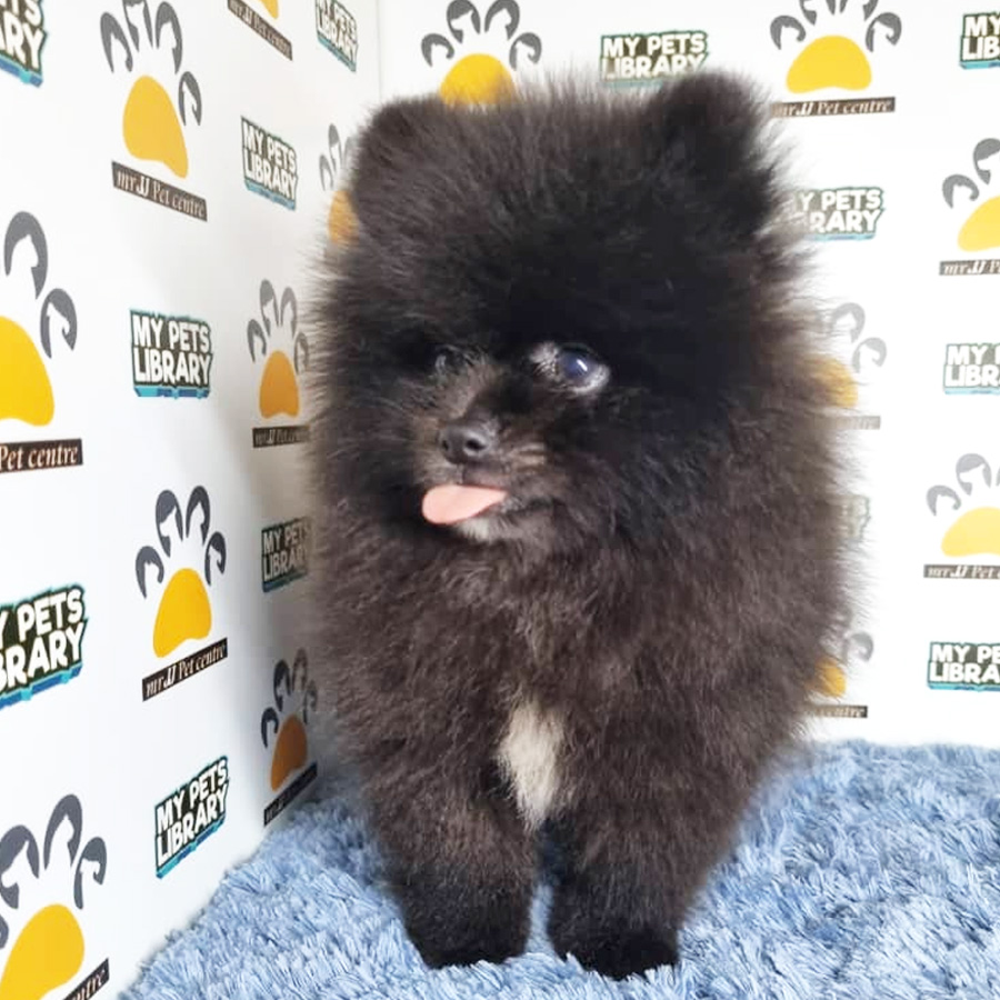 Pomeranian Puppy (Male) For Sale