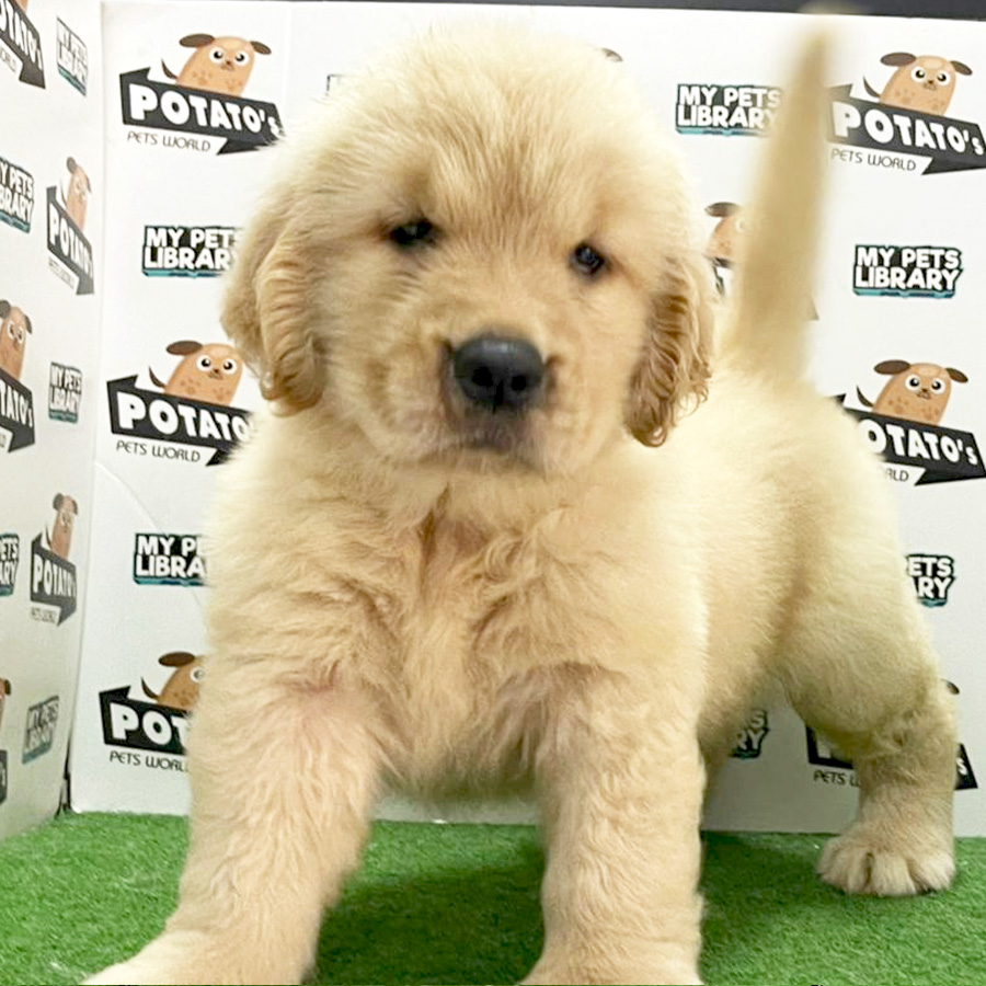 Golden Retriever Puppy (Female) For Sale