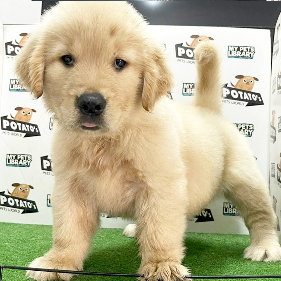 Golden Retriever Puppy (Female) For Sale