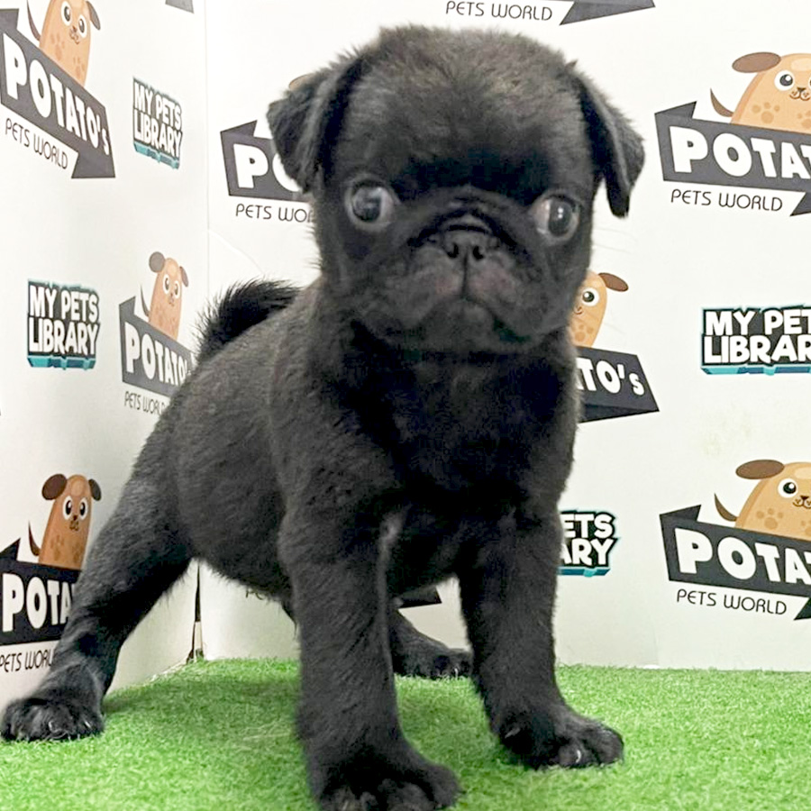 Pug Puppy (Male) For Sale