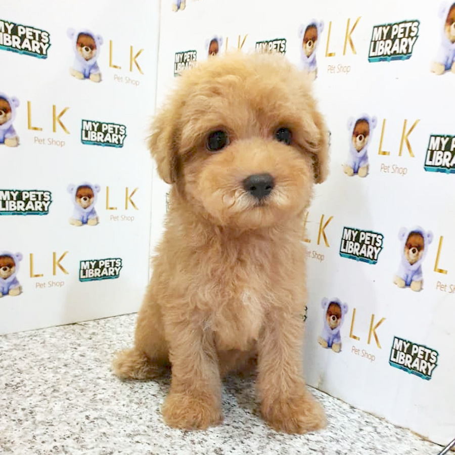 Toy Poodle Puppy (Male) For Sale