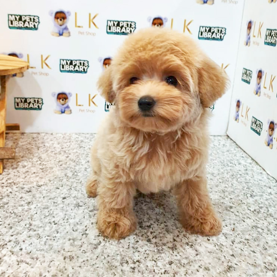 Toy Poodle Puppy (Female) For Sale