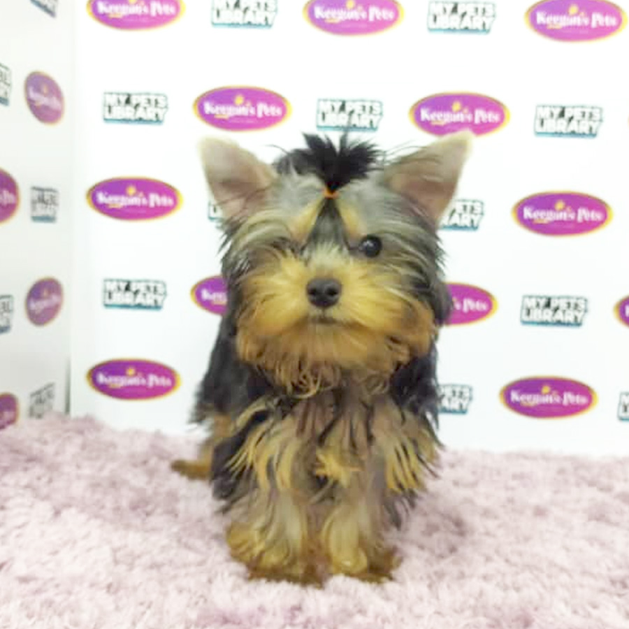 MKA Yorkshire Terrier Puppy (Male) For Sale
