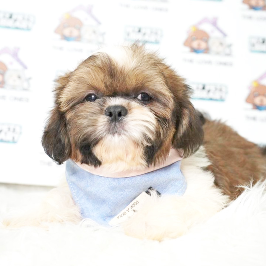 Shih Tzu Puppy (Male) For Sale