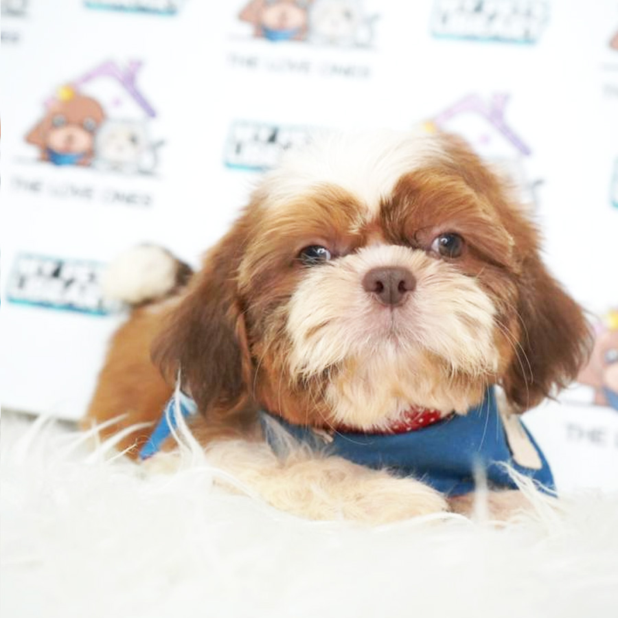 Shih Tzu Puppy (Male) For Sale