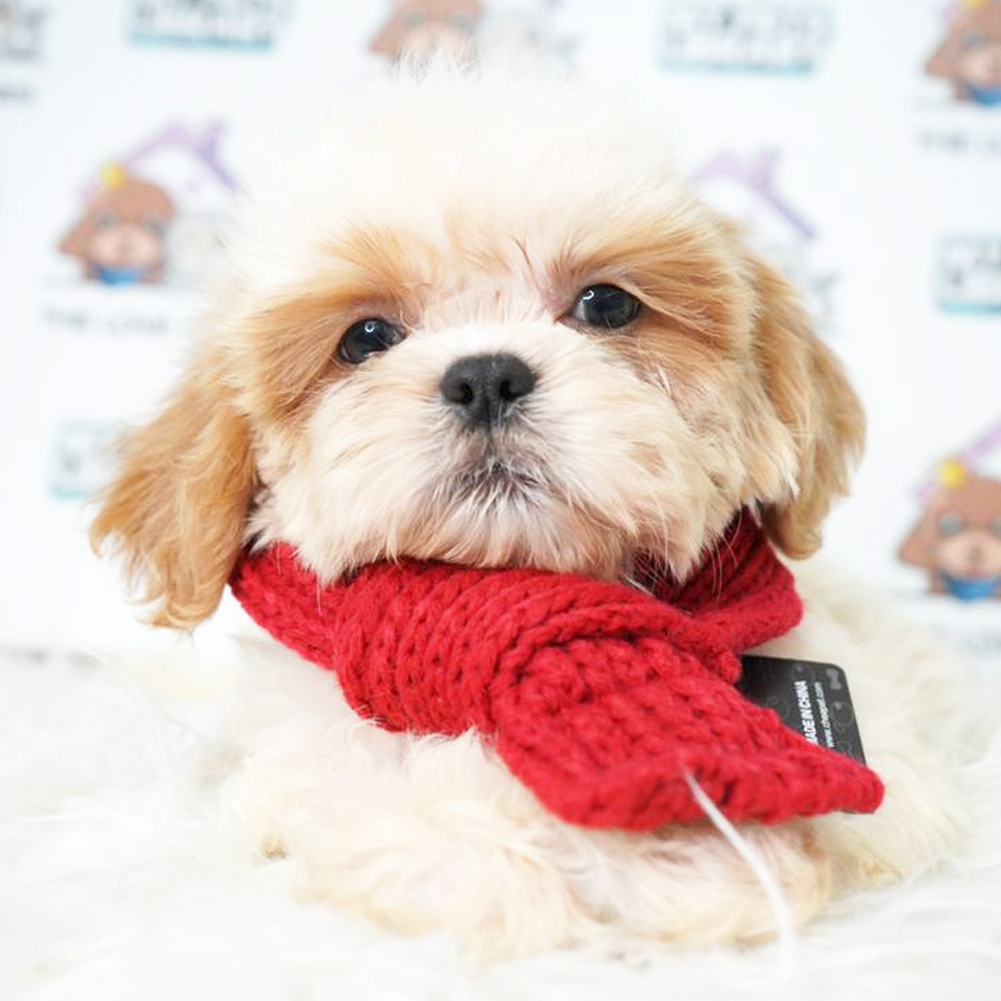 Shih Tzu Puppy (Female) For Sale