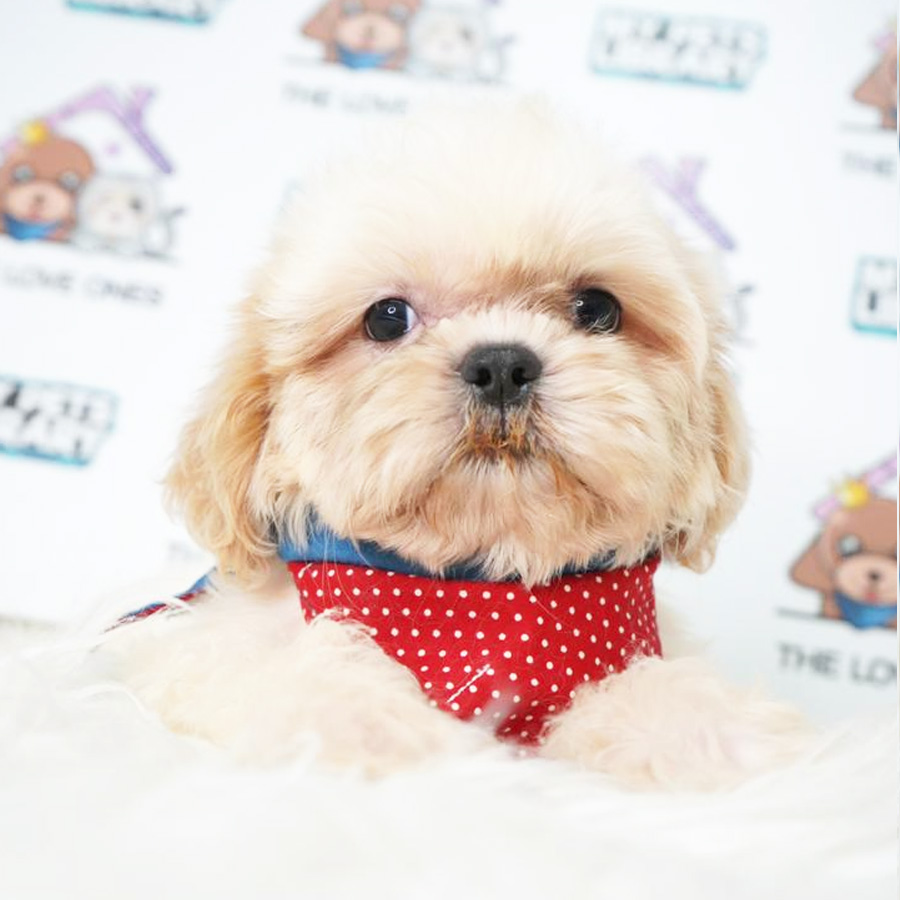 Shih Tzu Puppy (Female) For Sale