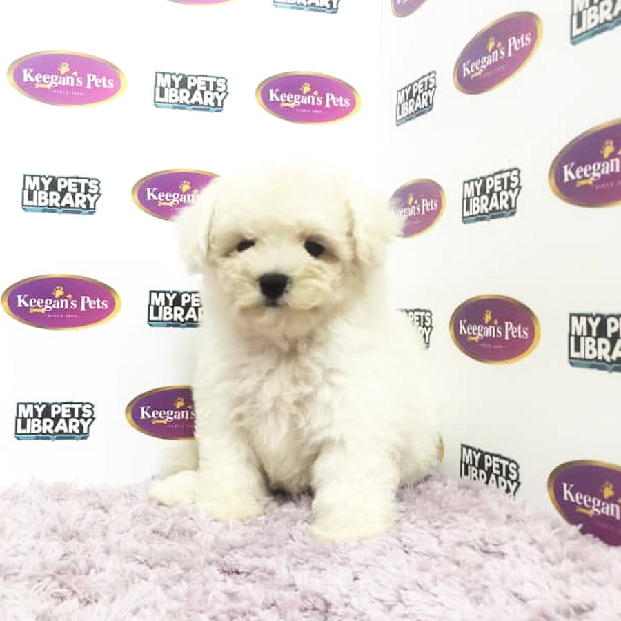 MKA Bichon Frise Puppy (Female) For Sale
