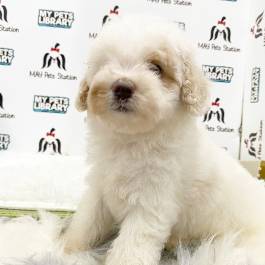 Toy Poodle Puppy (Male) For Sale