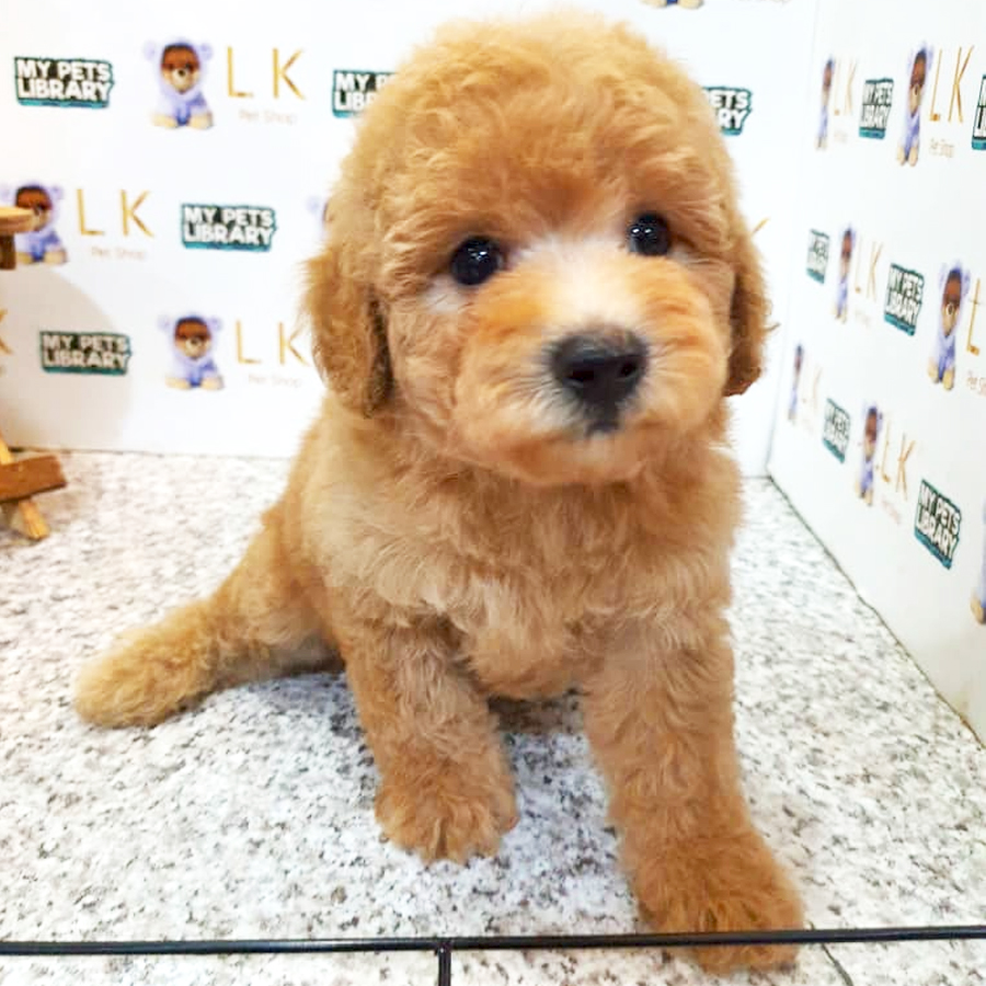 Toy Poodle Puppy (Female) For Sale