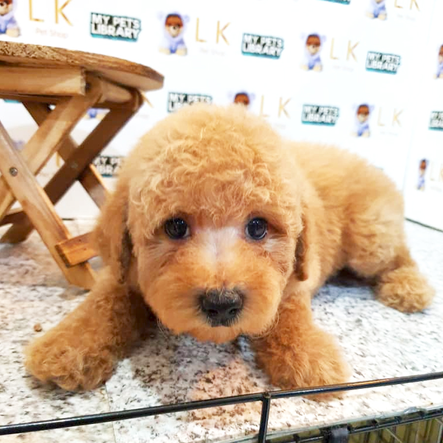 Toy Poodle Puppy (Female) For Sale