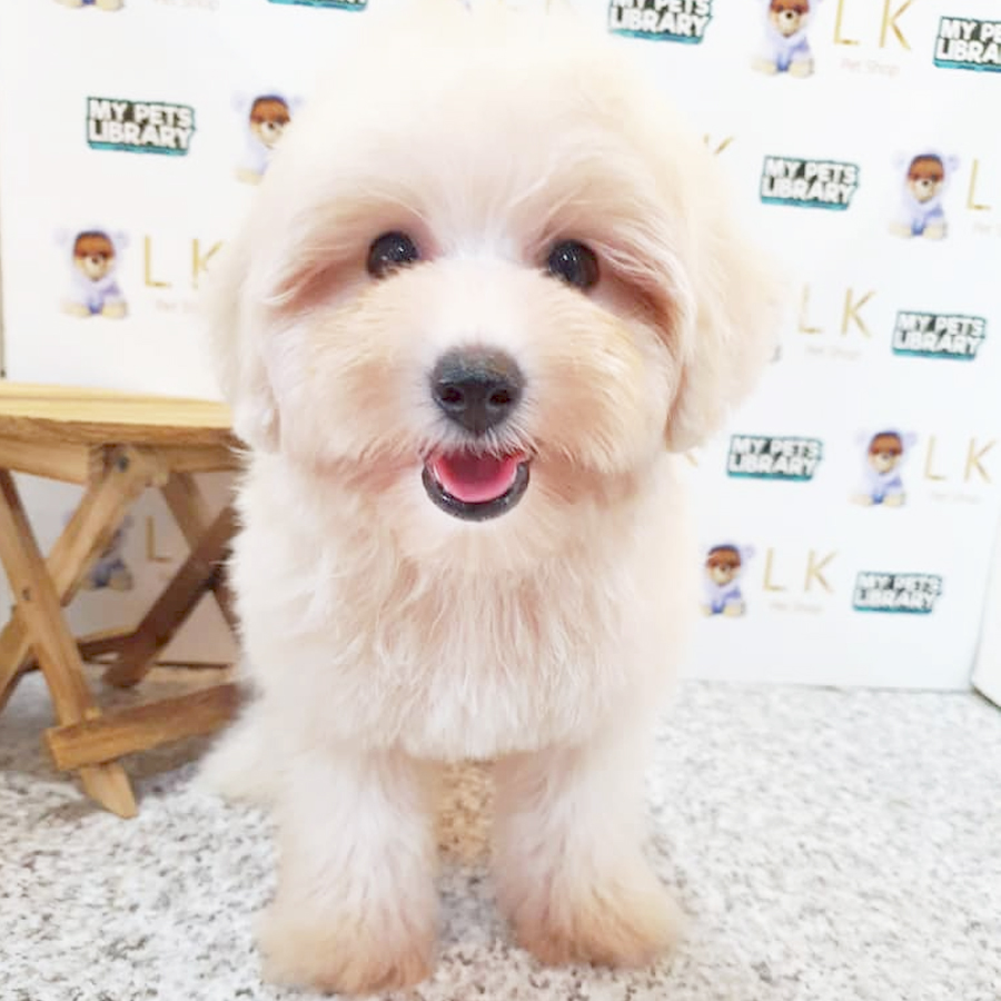Toy Poodle Puppy (Female) For Sale