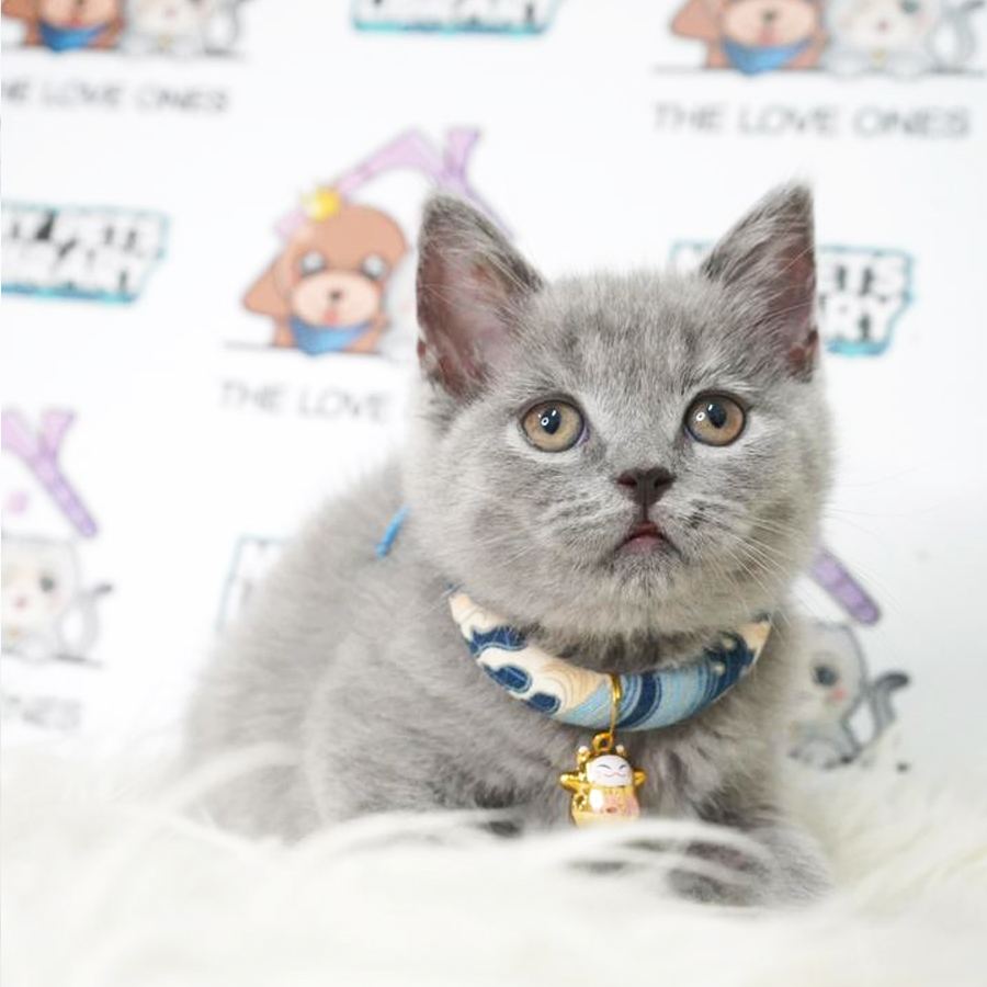 British Shorthair Kitten (Male) For Sale