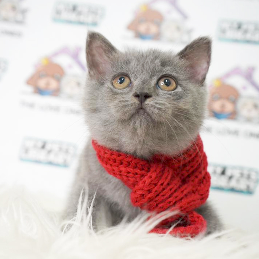 British Shorthair Kitten (Female) For Sale